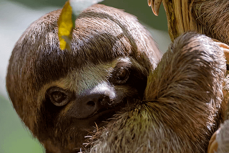 4d3n amazon life tambopata jungle classic tours